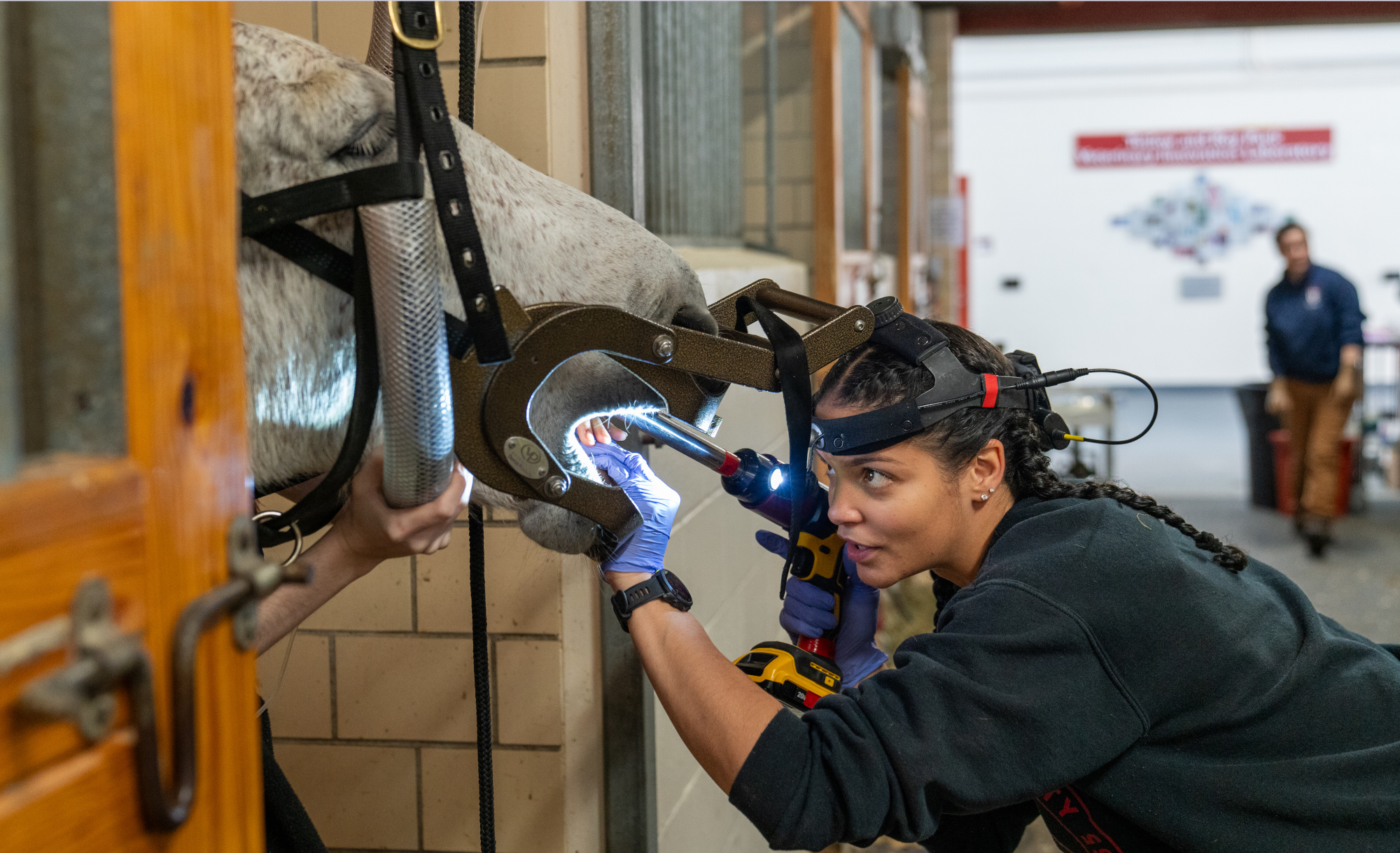 Student examining the mouth of a horse