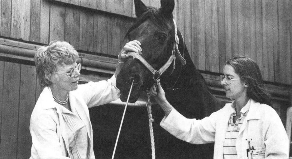 Two veterinarians inserting a swab in a horse's nose