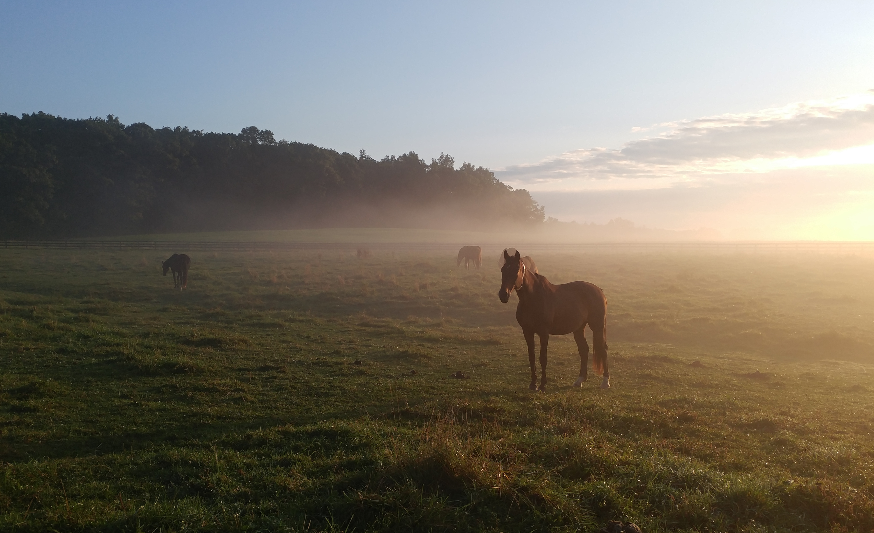 Horses in a field