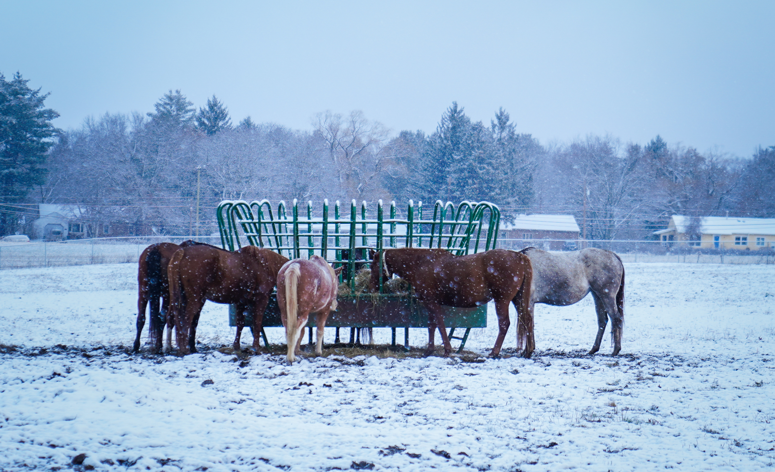 Horses feeding in winter